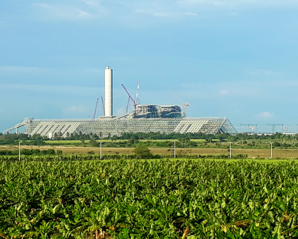 A large plant in the foreground with an industrial building behind it.